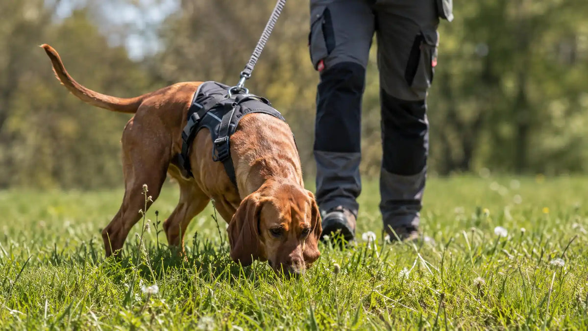 Hund mit Geschirr schnüffelt an der Leine auf einer Wiese, dahinter der Hundeführer (KI-generiertes Bild)