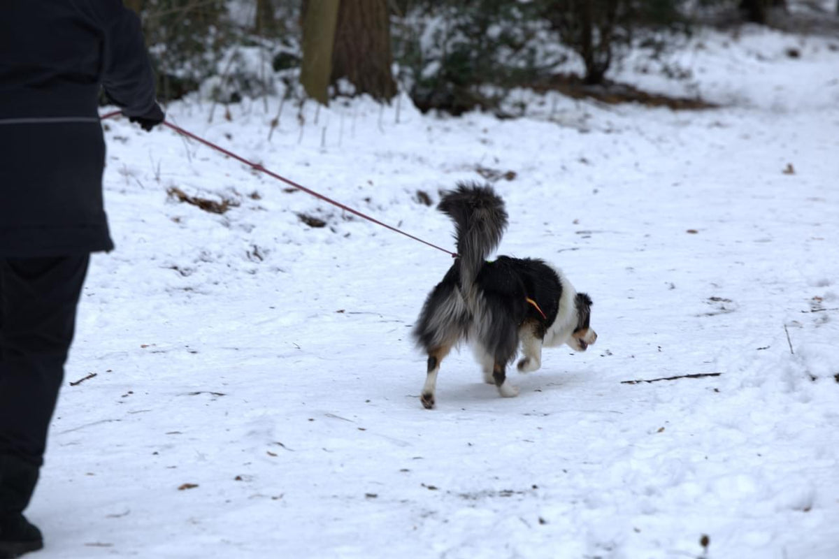 Hund an der langen Leine bei der Suche im Schnee